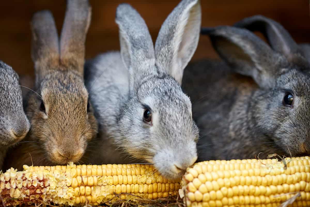 Cunicultura Sustentável: Práticas Eco-Amigáveis para Criar Coelhos com Responsabilidade