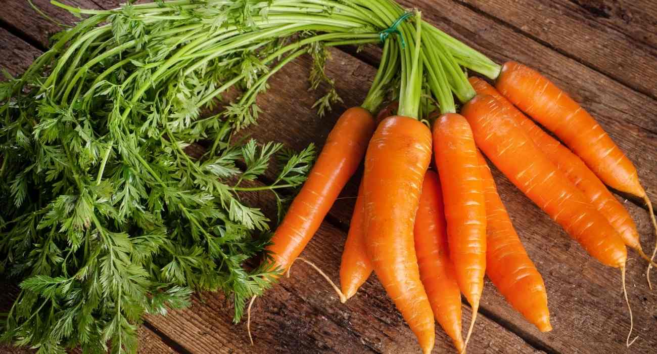 Cenouras de Sucesso: Dicas Essenciais para um Cultivo Exuberante