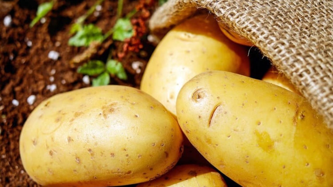 De Olho no Futuro: Como Cultivar Mudar de Batata Inglesa com Sucesso