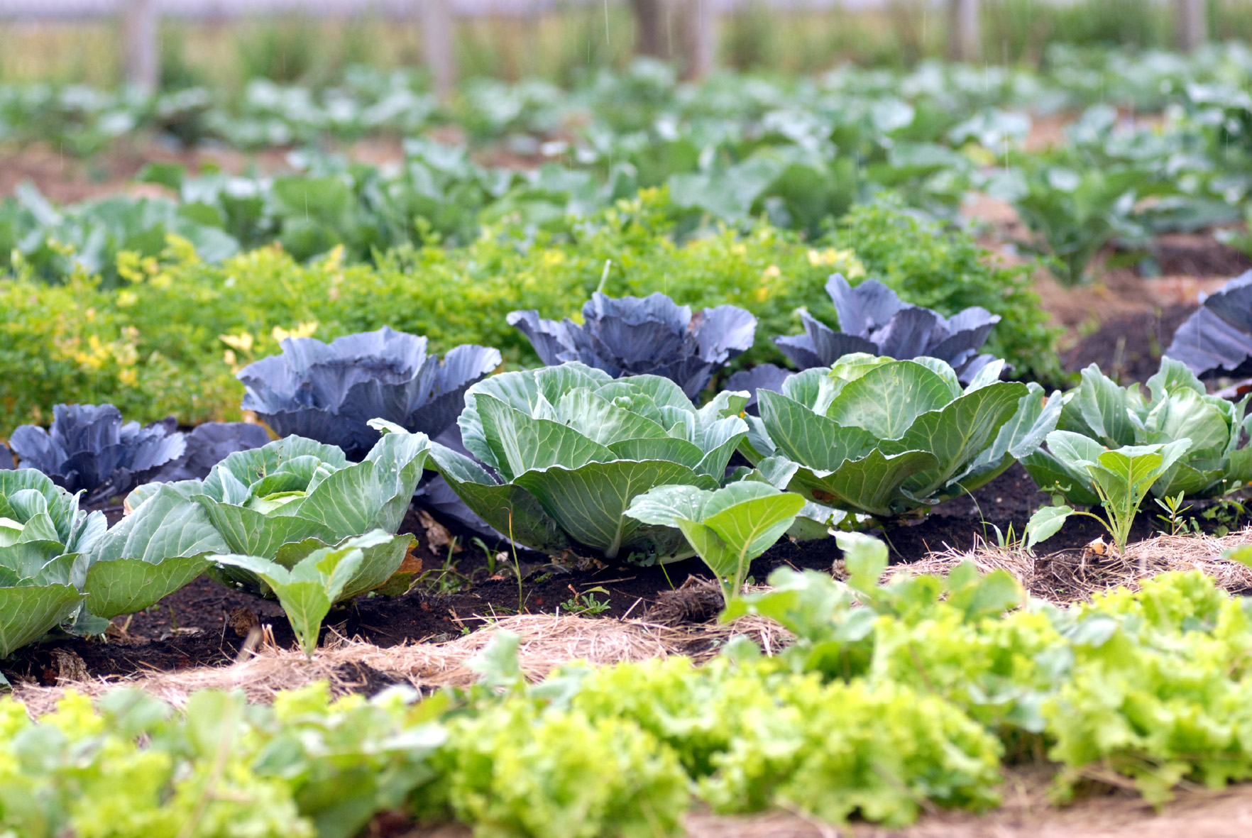 Cultivando Sabores Frescos: Dicas Essenciais para Criar uma Horta de Hortaliças