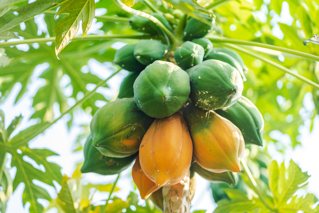 Cultivando o Sabor Tropical: Guia para Produzir Mudas de Mamão Papaya