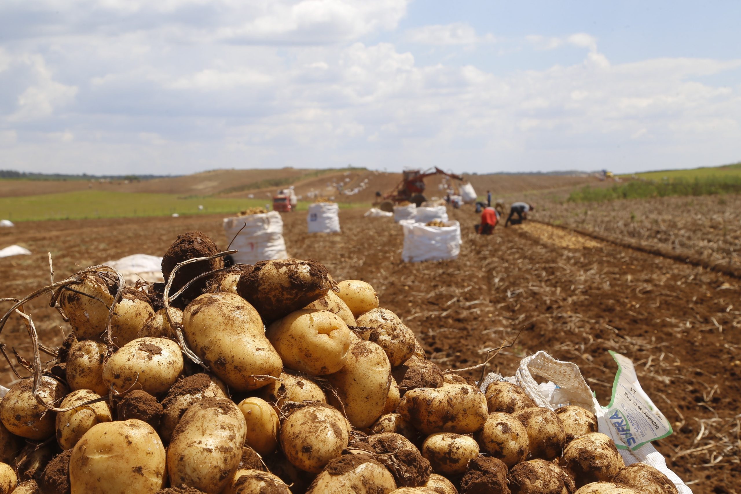Batatas Prontas para Colheita: Dicas para uma Colheita Bem-Sucedida