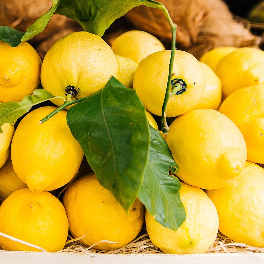 Cultivando o Refrescante Sabor do Mediterrâneo: Dicas para Cultivar Limão Siciliano em Casa