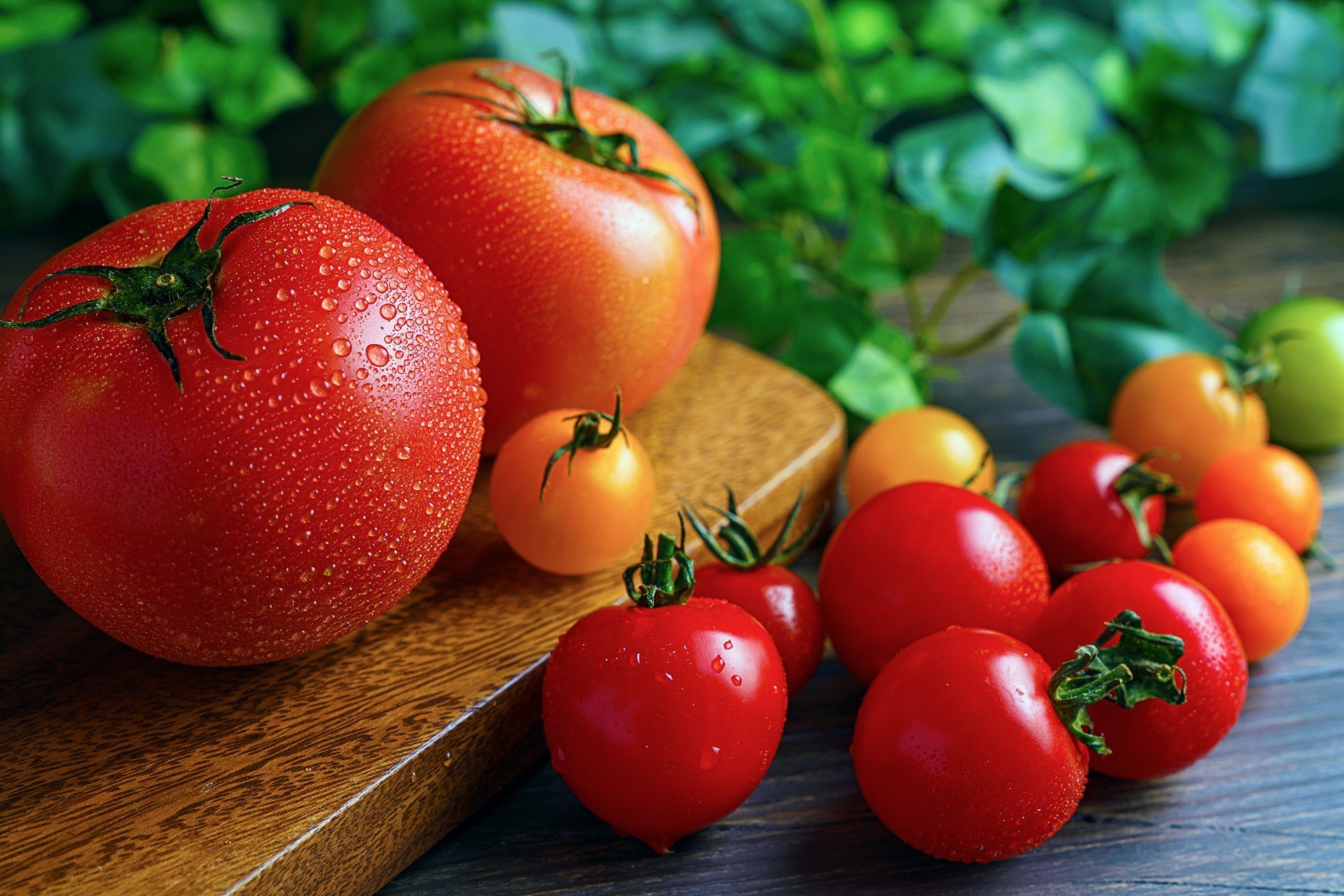 Colheita de Tomates: Dicas Essenciais para uma Colheita Perfeita