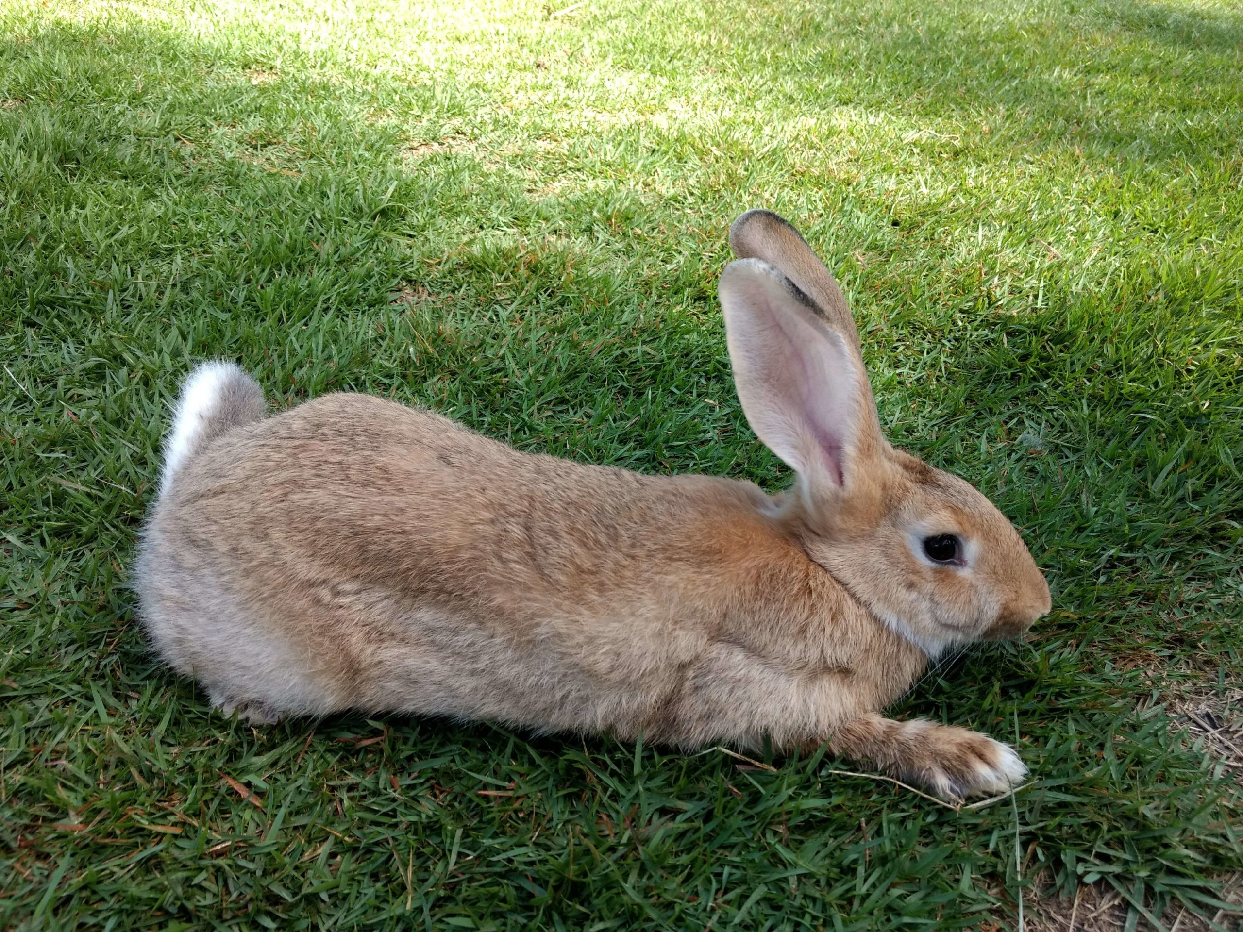Coelho Gigante de Flandres: Conheça a Majestosa Raça dos Coelhos 🐇