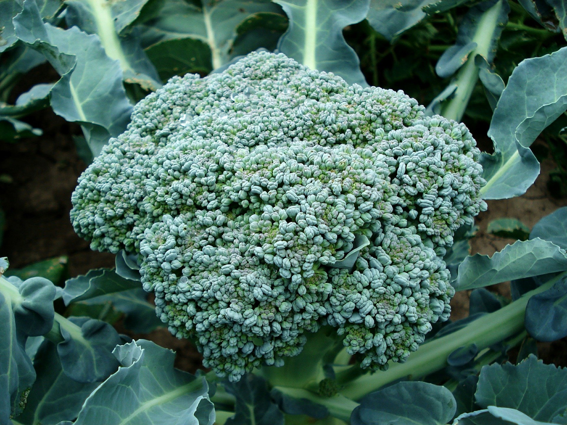 Colheita de Brócolis: O Momento de Desfrutar do Verdinho Delicioso 🌳