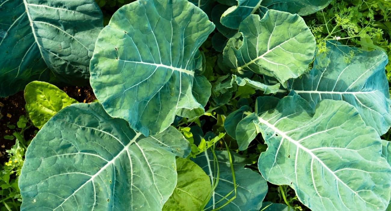 Como Cultivar Couve: Dicas para um Jardim Abundante 🌱