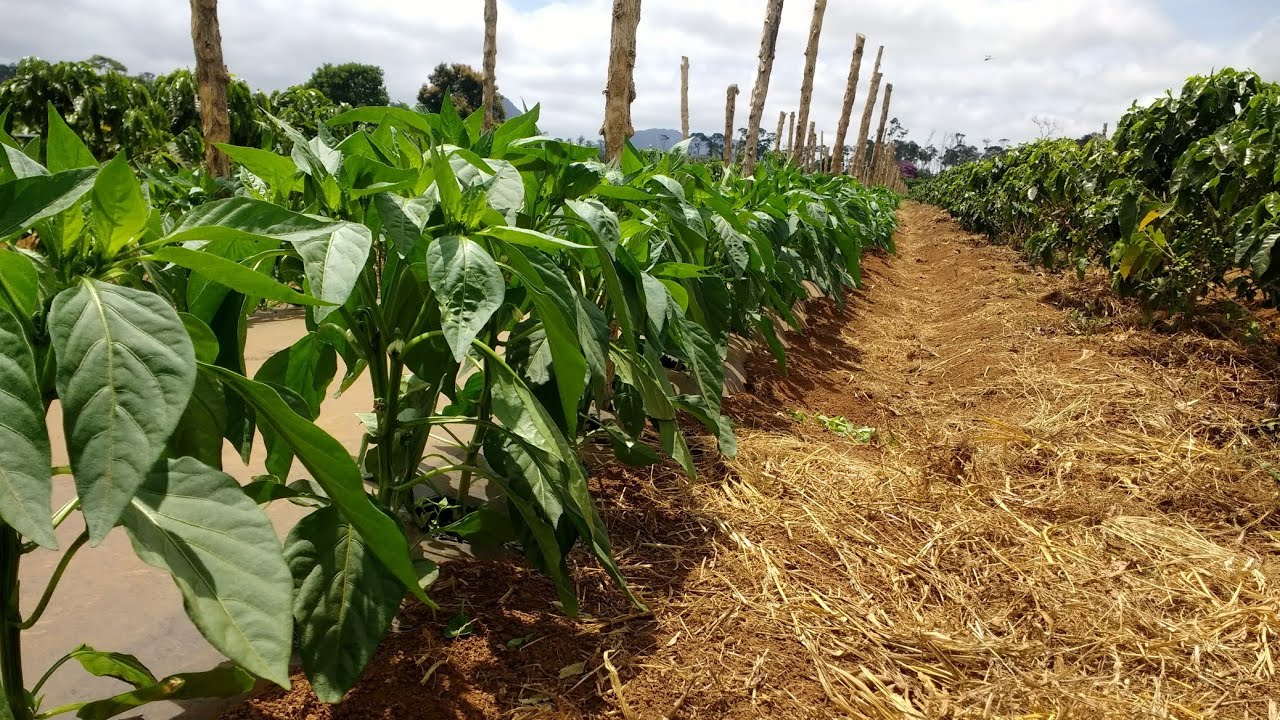 Colheita do Pimentão: Quando e Como Fazer para Saborear a Perfeição 🌶️🌾😋