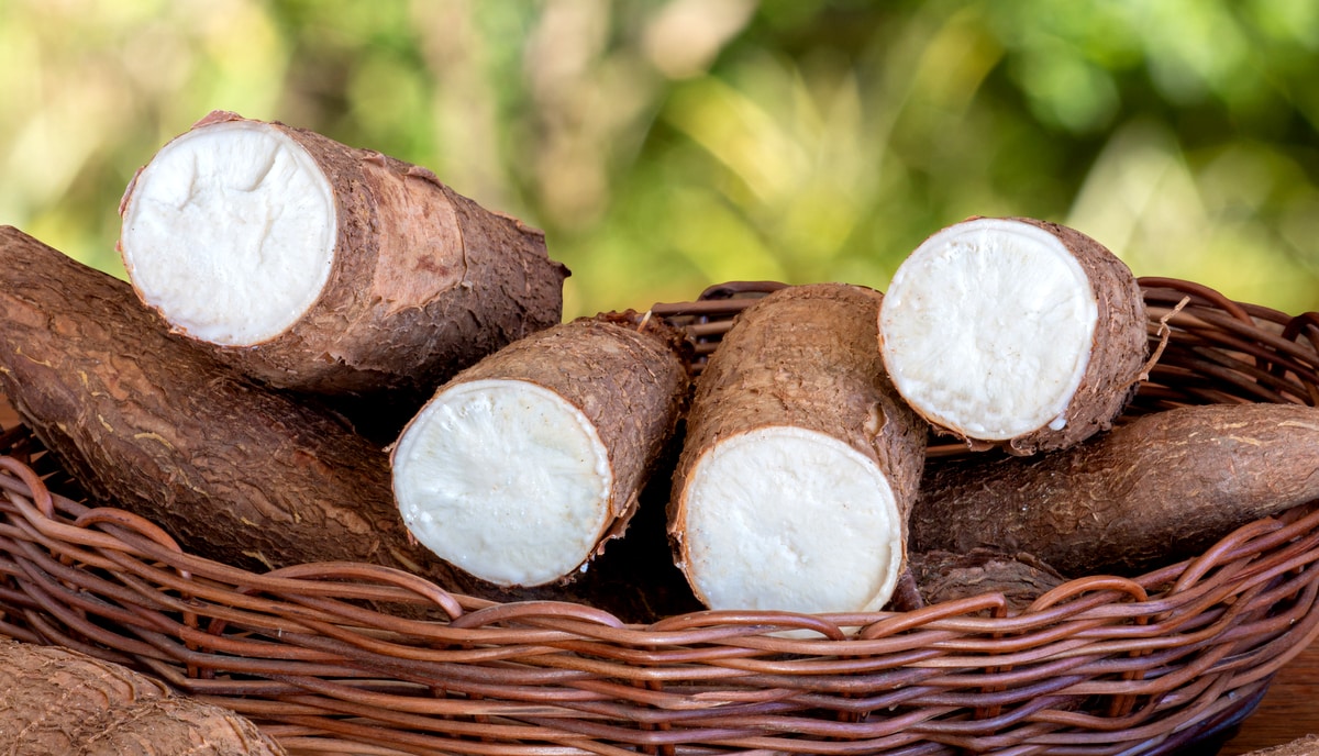 Dicas Essenciais para o Cultivo Bem-Sucedido de Mandioca