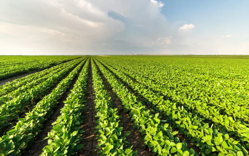 🌱🌾 Cultivo Sustentável de Soja: Da Semente ao Campo Fértil 🌾🌱
