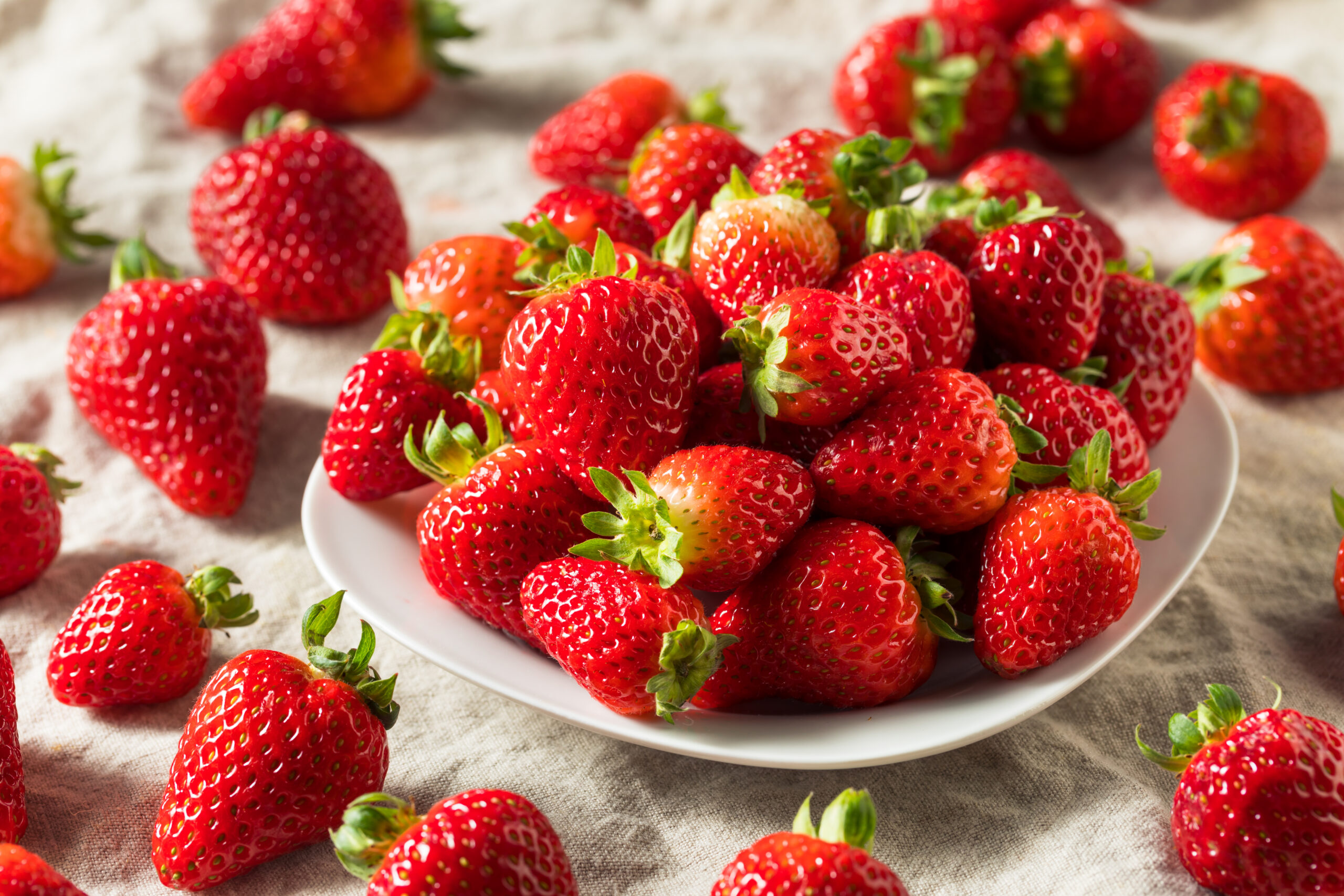 🍓✨ Cultivo de Morangos: Segredos para Colher o Doce Sucesso ✨🍓
