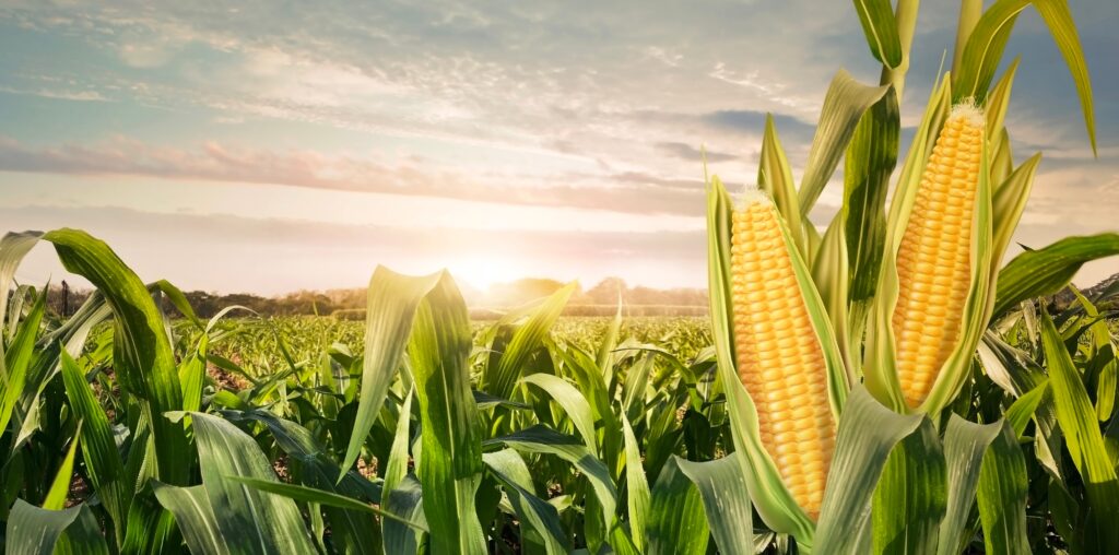 🌽💚 Cultivo Bem-Sucedido de Milho: Dos Campos ao Prato Delicioso 💚🌽