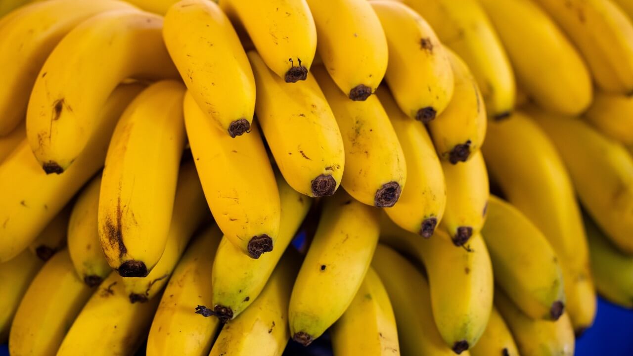 🍌🌱 Guia Completo para o Cultivo de Bananeiras: Da Plantação ao Pomar Fértil 🌱🍌