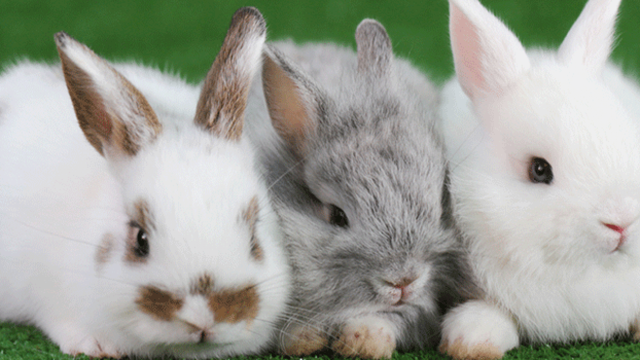 🐰✨ Cunicultura Sustentável: Cuidando de Coelhos com Amor e Respeito ✨🐰