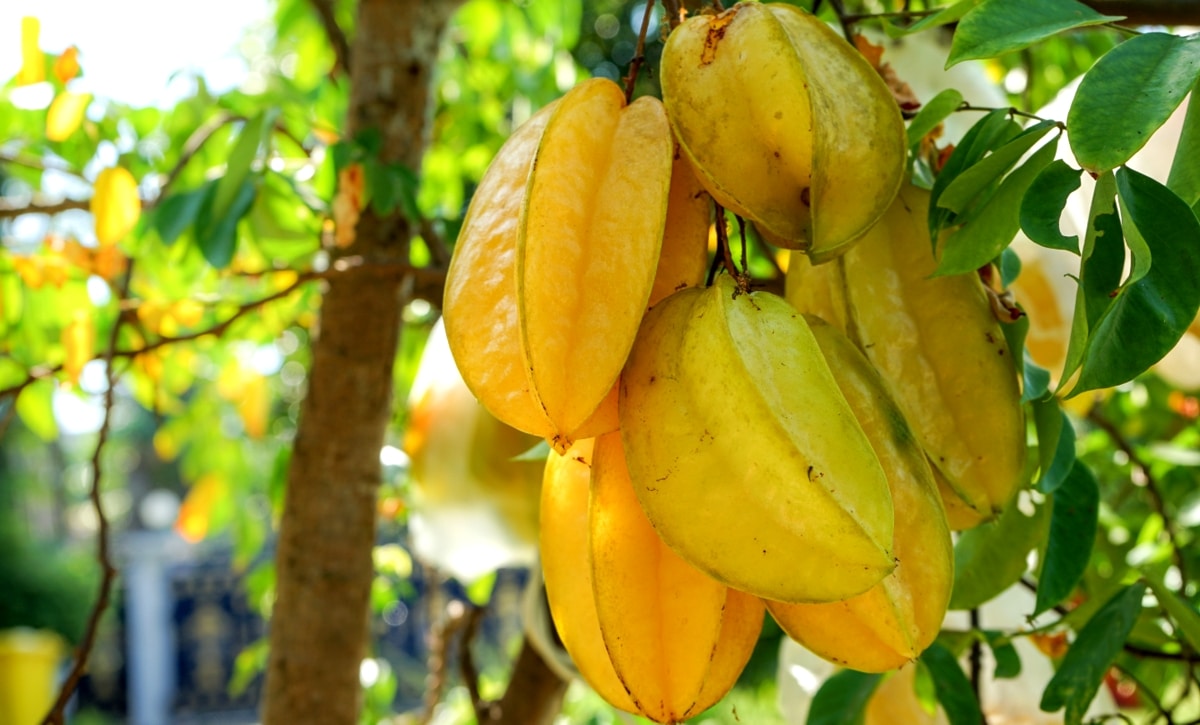 🌟💚 Cultivo Mágico da Carambola: Estrelas no seu Próprio Jardim 💚🌟