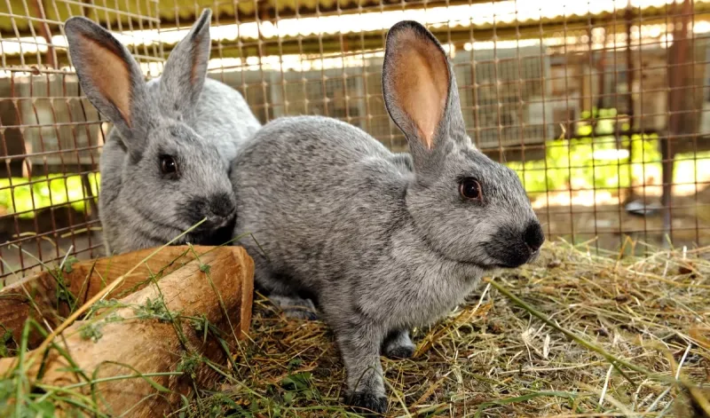 🐇💪 Prevenção de Doenças na Cunicultura: Um Guia para Coelhos Saudáveis 💪🐇