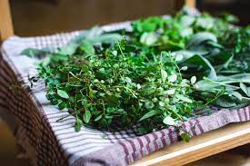 🌱✨ Cultivando Agrião: Da Semente à Mesa Fresca e Crocante ✨🌱
