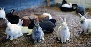 🐇💫 Cunicultura: Cuidados Essenciais para Coelhos Felizes e Saudáveis 💫🐇